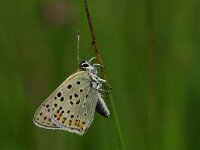 Lycaena tityrus 28, Bruine vuurvlinder, Vlinderstichting-Kars Veling
