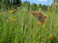 Lycaena tityrus 49, Bruine vuurvlinder, male, Saxifraga-Jan van der Straaten