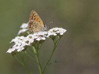 Lycaena tityrus 54, Bruine vuurlvinder, Saxifraga-Mark Zekhuis