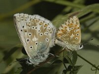 Lysandra coridon 119, Bleek blauwtje, Saxifraga-Marijke Verhagen