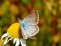 LOVCEN NAT.PARK. OMGEVING MAUSOLEUM. P.CORIDON. MANNETJE.