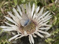 Lysandra coridon 152, Bleek blauwtje, Saxifraga-Willem van Kruijsbergen