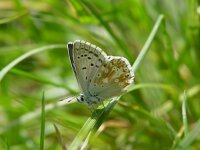 Lysandra coridon 30, Bleek blauwtje, male, Vlinderstichting-Henk Bosma