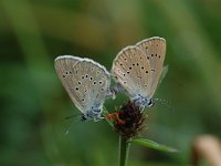 Maculinea teleius 1, Pimpernelblauwtje, Vlinderstichting-Albert Vliegenthart