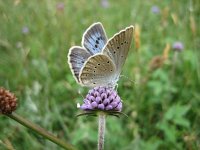 Maculinea teleius 10, Pimpernelblauwtje, male, Saxifraga-Arthur van Dijk