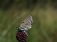 Maculinea teleius 4, Pimpernelblauwtje, Vlinderstichting-Kars Veling
