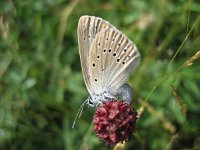 Maculinea teleius 7, Pimpernelblauwtje, female, Saxifraga-Arthur van Dijk