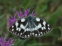 Melanǡrgia galathea 25, Dǡmbordje, female, Saxifraga-Jan van der Straaten