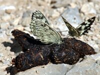 Melanargia galathea 12, Dambordje, Saxifraga-Jan van der Straaten