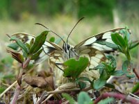 Melanargia galathea 128, Dambordje, Saxifraga-Ed Stikvoort : viroin2011