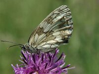 Melanargia galathea 16, Dambordje, female, Saxifraga-Jan van der Straaten