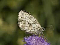 Melanargia galathea 20, Dambordje, female, Saxifraga-Jan van der Straaten