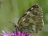 Melanargia galathea 22, Dambordje, female, Saxifraga-Jan van der Straaten