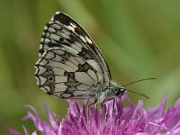 Melanargia galathea 32, Dambordje, male, Saxifraga-Jan van der Straaten
