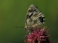 Melanargia galathea 37, Dambordje, male, Vlinderstichting-Harold van den Oetelaar