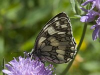 Melanargia galathea 46, Dambordje, Saxifraga-Willem van Kruijsbergen