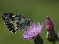 Melanargia galathea 47, Dambordje, Vlinderstichting-Albert Vliegenthart