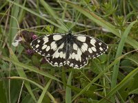 Melanargia galathea 73, Dambordje, Saxifraga-Willem van Kruijsbergen