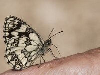 Melanargia galathea 87, Dambordje, Saxifraga-Marijke Verhagen