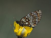 Melitaea athalia 18, Bosparelmoervlinder, Saxifraga-Robert Ketelaar