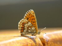 Melitaea athalia 19, Bosparelmoervlinder, Vlinderstichting-Henk Bosma