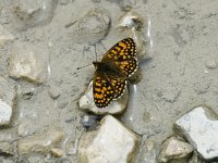 Melitaea athalia 21, Bosparelmoervlinder, Saxifraga-Marijke Verhagen