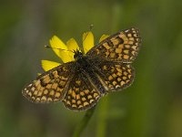 Melitaea athalia 29, Bosparelmoervlinder, male, Saxifraga-Jan van der Straaten