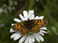 Melitaea athalia 5, Bosparelmoervlinder, female, Saxifraga-Jan van der Straaten