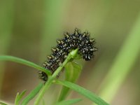 Melitaea athalia 52, Bosparelmoervlinder, larva, Saxifraga-Kars Veling
