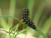 Melitaea athalia 53, Bosparelmoervlinder, larva, Saxifraga-Kars Veling