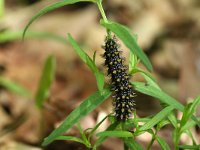Melitaea athalia 54, Bosparelmoervlinder, larva, Saxifraga-Kars Veling
