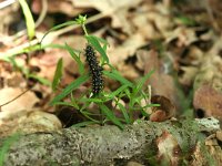 Melitaea athalia 55, Bosparelmoervlinder, larva, Saxifraga-Kars Veling