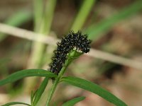 Melitaea athalia 57, Bosparelmoervlinder, larva, Saxifraga-Kars Veling