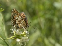 Melitaea athalia 63, Bosparelmoervlinder, Saxifraga-Willem van Kruijsbergen