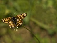Melitaea cinxia 14, Veldparelmoervlinder, Saxifraga-Jan van der Straaten