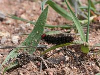 Melitaea cinxia 17, Veldparelmoervlinder, larva,  Saxifraga-Kars Veling