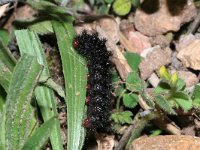 Melitaea cinxia 19, Veldparelmoervlinder, larva,  Saxifraga-Kars Veling