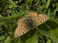 Melitaea cinxia 3, Veldparelmoervlinder, male, Saxifraga-Jan van der Straaten