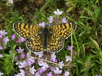 Melitaea cinxia 9, Veldparelmoervlinder, Vlinderstichting-Chris van Swaay  5.18 10:14