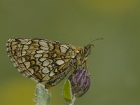 Melitaea deione 11, Spaanse parelmoervlinder, Saxifraga-Jan van der Straaten