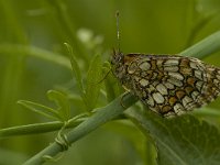 Melitaea deione 18, Spaanse parelmoervlinder, Saxifraga-Jan van der Straaten