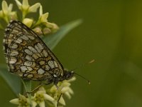 Melitaea deione 21, Spaanse parelmoervlinder, Saxifraga-Jan van der Straaten