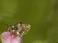 Melitaea deione 22, Spaanse parelmoervlinder, Saxifraga-Jan van der Straaten