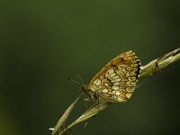 Melitaea deione 23, Spaanse parelmoervlinder, Saxifraga-Jan van der Straaten