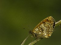 Melitaea deione 24, Spaanse parelmoervlinder, Saxifraga-Jan van der Straaten