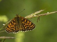 Melitaea deione 25, Spaanse parelmoervlinder, male, Saxifraga-Jan van der Straaten