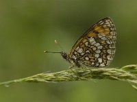 Melitaea deione 26, Spaanse parelmoervlinder, female, Saxifraga-Jan van der Straaten