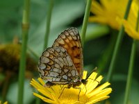 Melitaea deione 4, Spaanse parelmoervlinder, Saxifraga-Jan van der Straaten