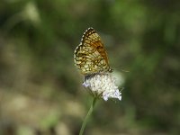 Melitaea deione 5, Spaanse parelmoervlinder, Vlinderstichting-Theo Verstrael
