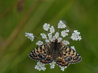 Melitaea didyma 15, Tweekleurige parelmoervlinder, Saxifraga-Arthur van Dijk